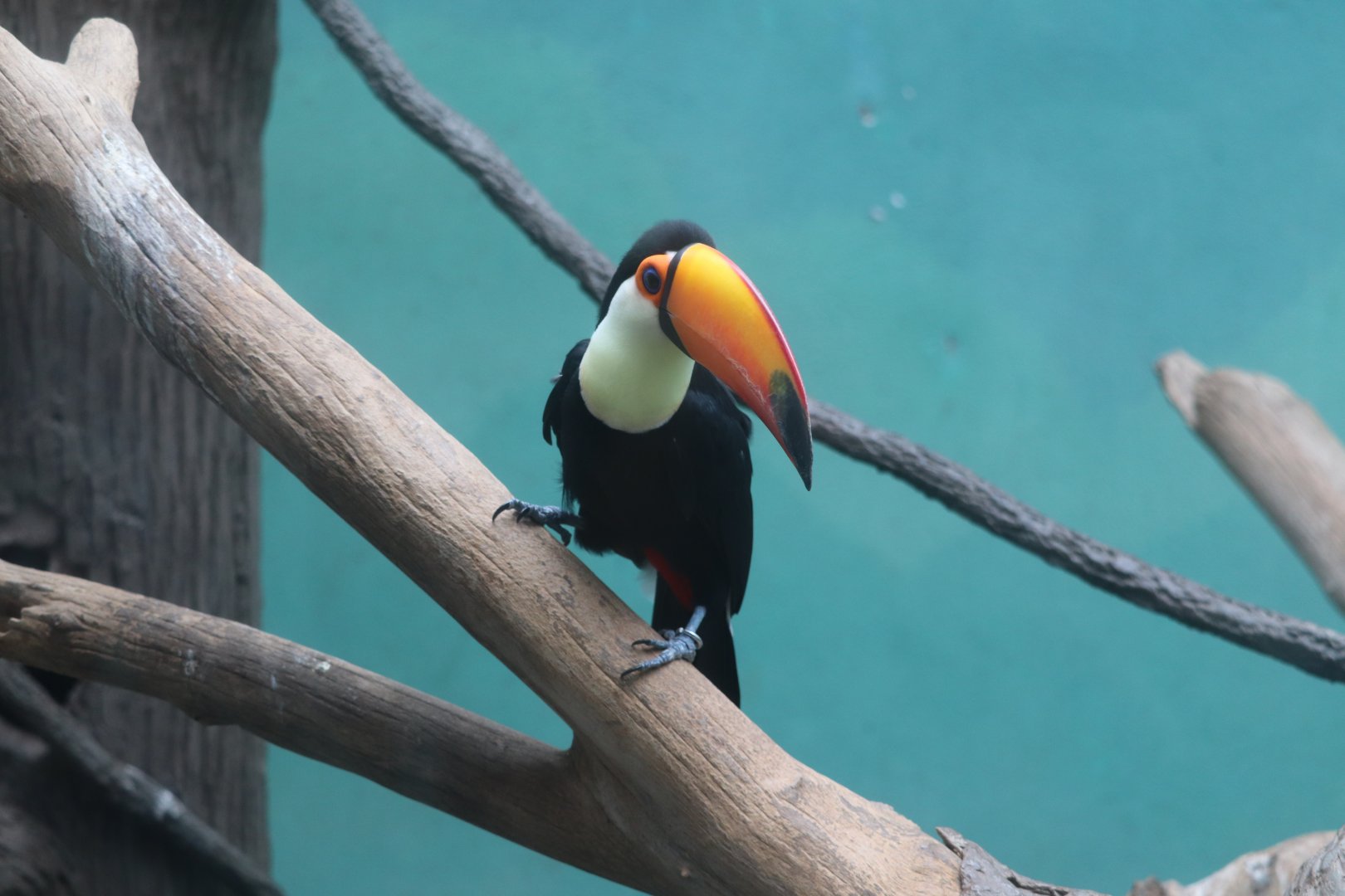 World of Birds - Toco Toucan