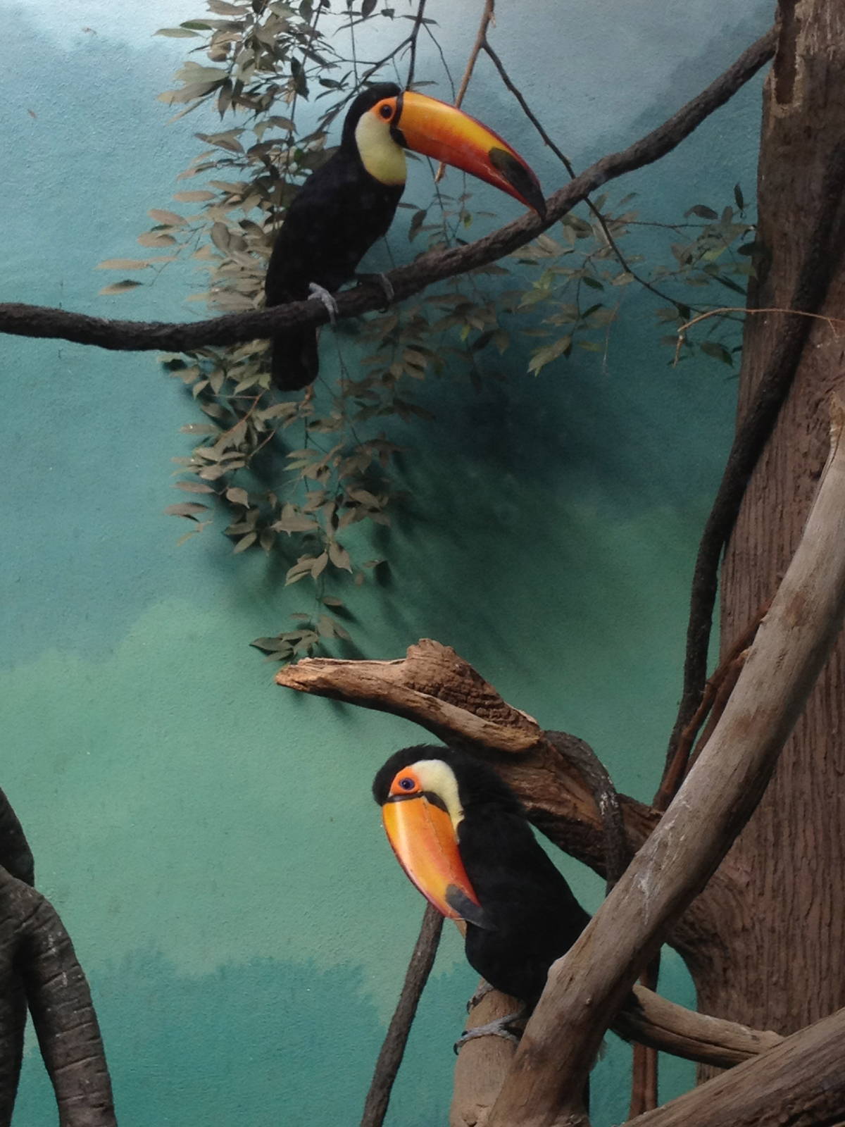 World of Birds - Toco Toucans