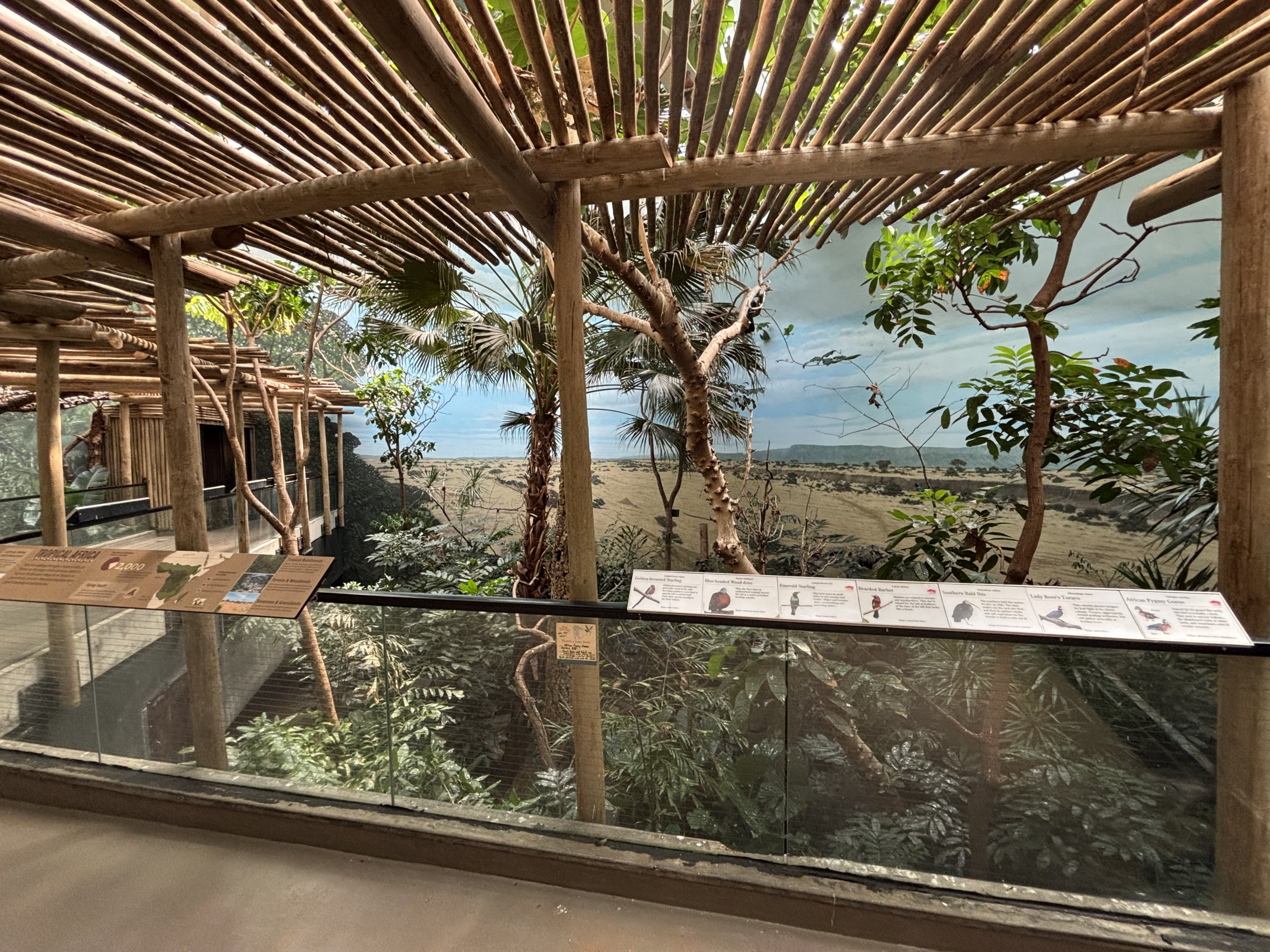 World of Birds - Tropical Africa