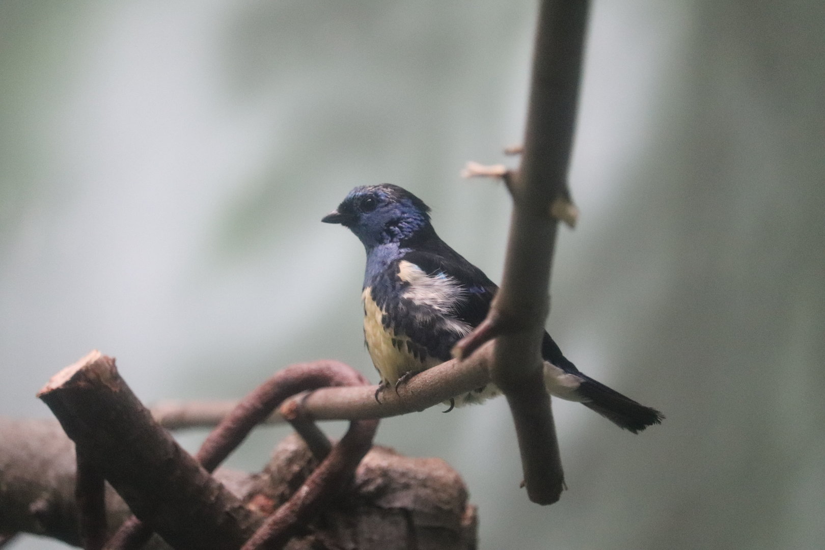 World of Birds - Turquoise Tanager