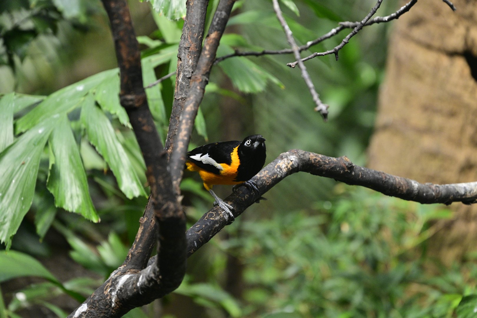 World of Birds - Venezuelan Troupial (Icterus icterus)