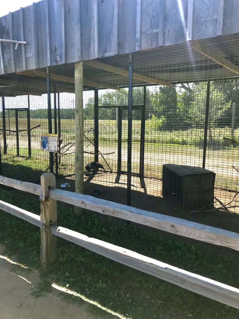 World of birds- vulturine guineafowl exhibit
