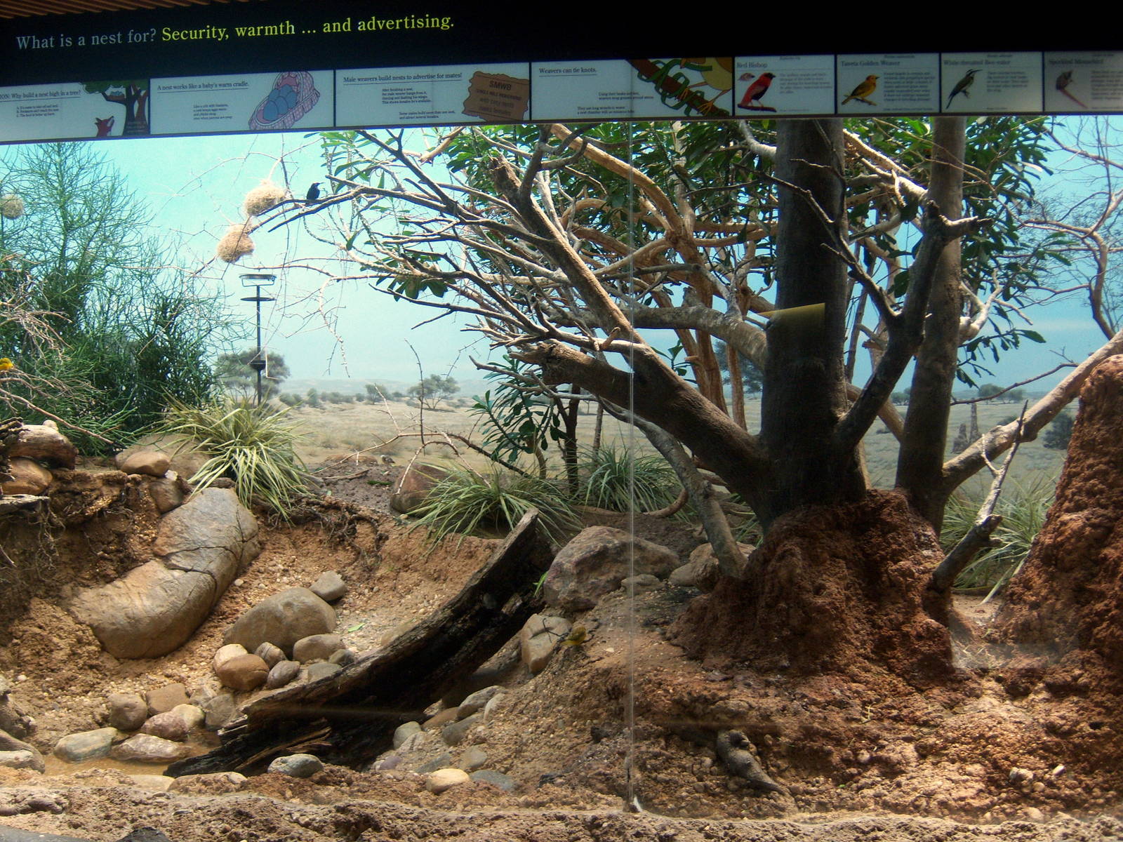 World of Birds - Weaver Bird Exhibit