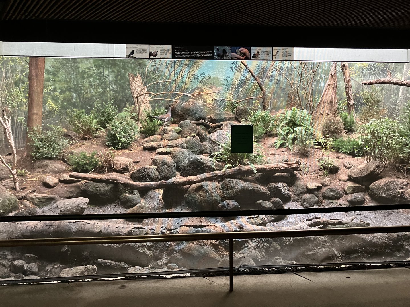 World of Birds - Western Capercaillie Exhibit