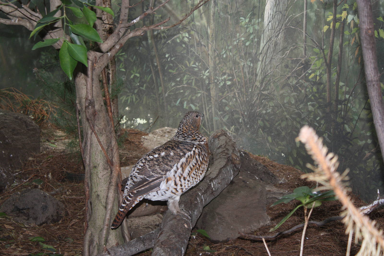 World of Birds- Western Capercaillie