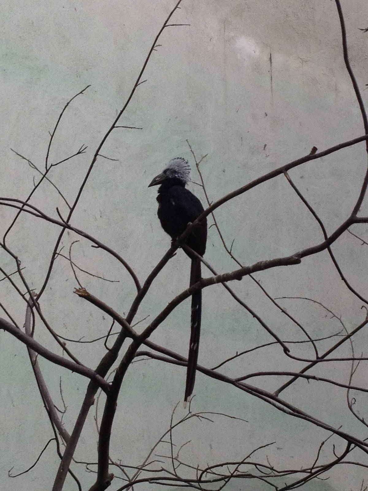 World of Birds - White-Crested Hornbill