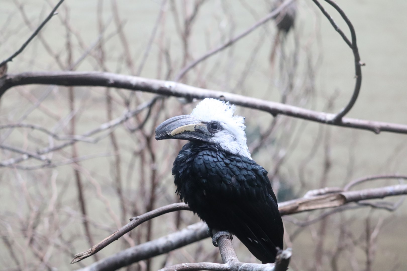 World of Birds - White-Crested Hornbill