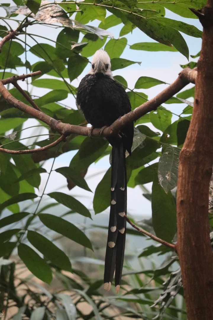World of Birds - White-Crested Hornbill