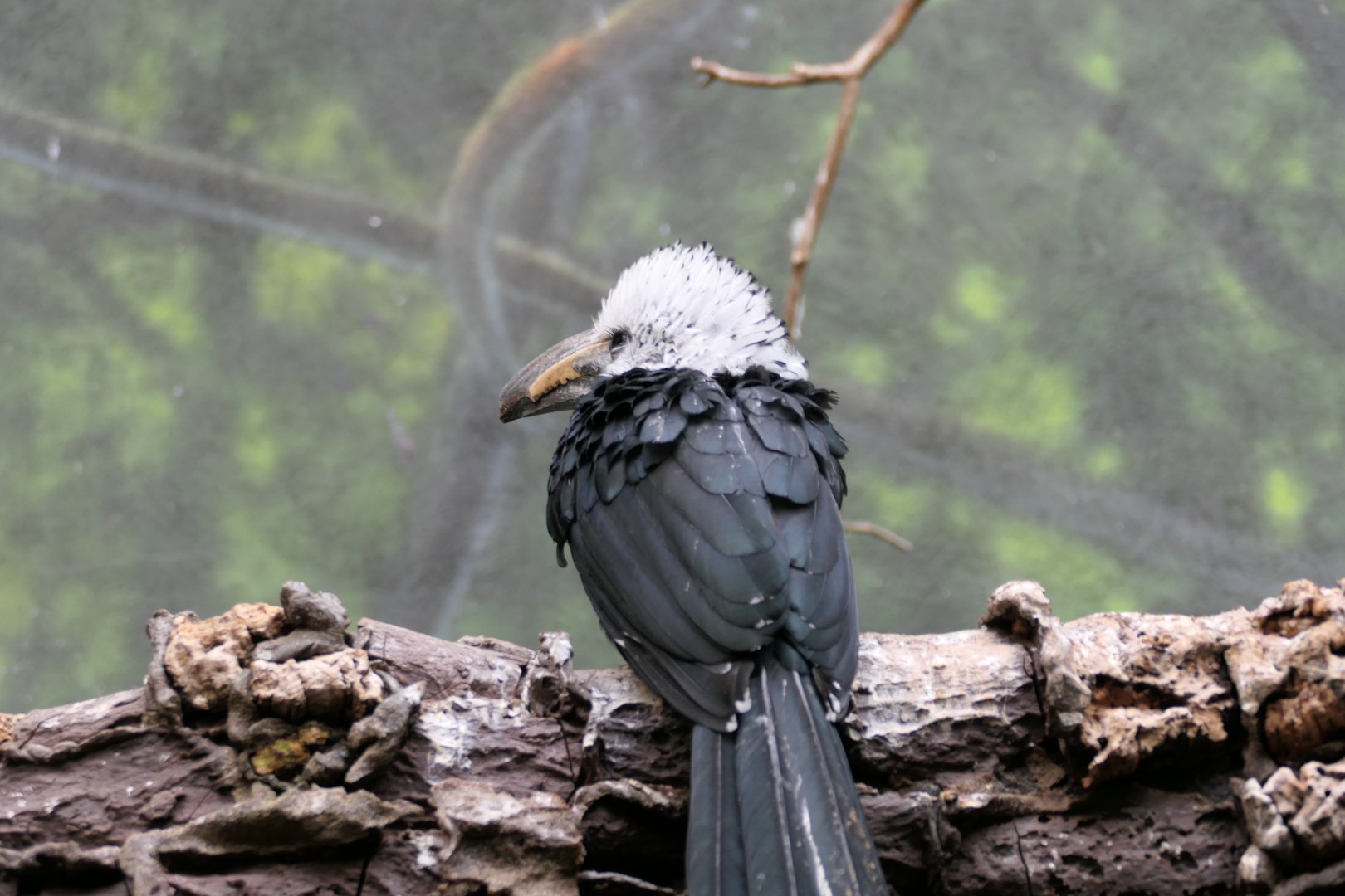 World of Birds - White-crested Hornbill