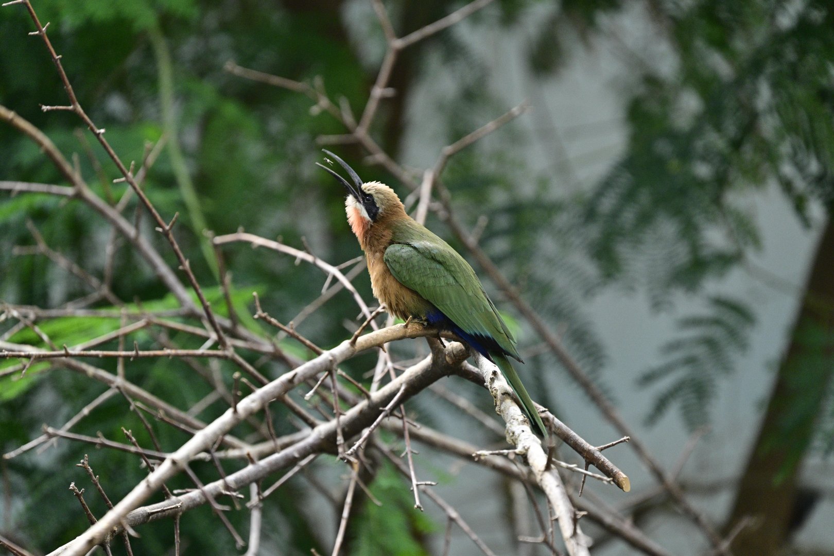 World of Birds - White-fronted Bee-Eater (Merops bullockoides) with a little snack