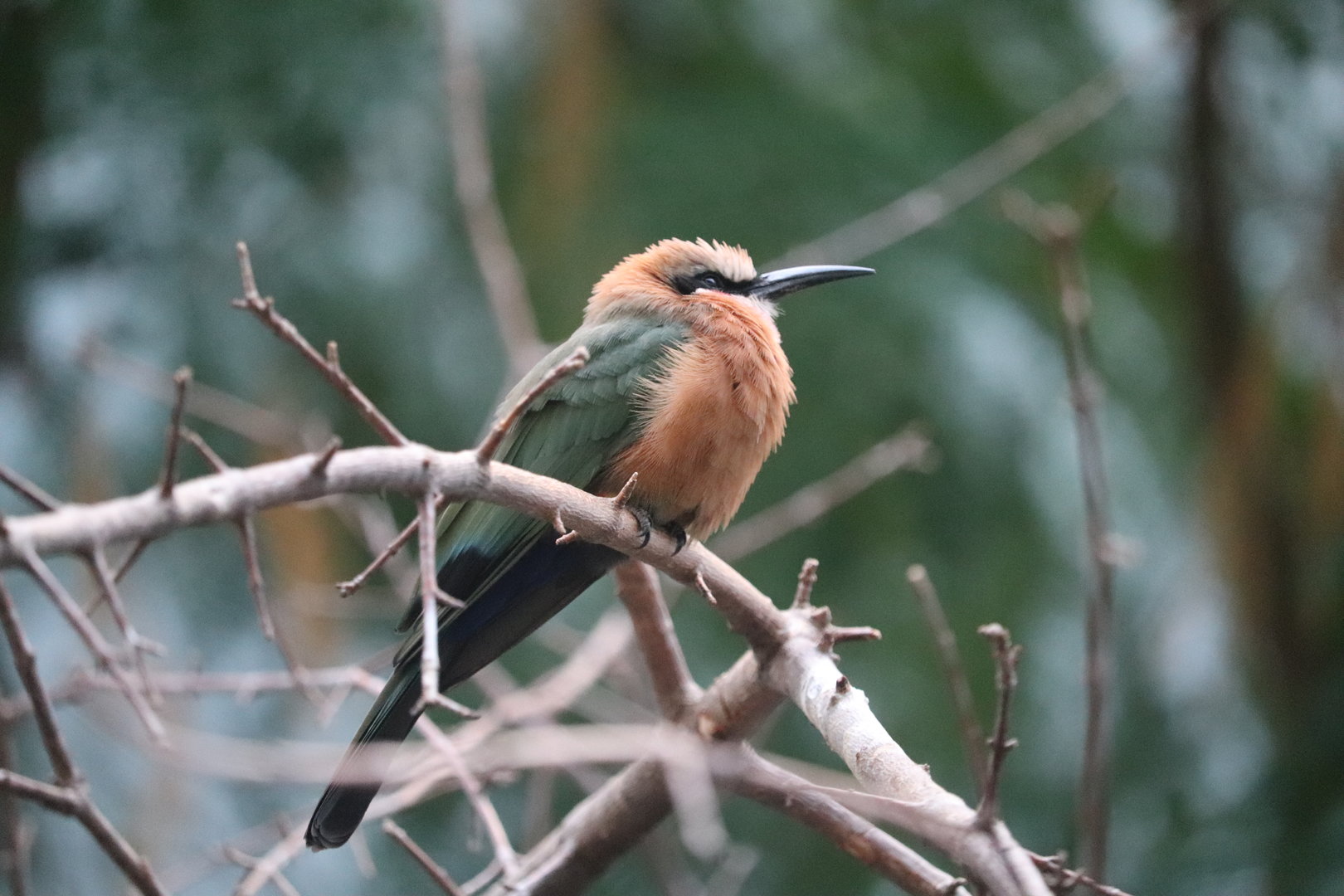 World of Birds - White-Fronted Bee-Eater
