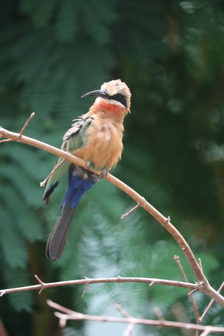 World of Birds - White-Fronted Bee-Eater