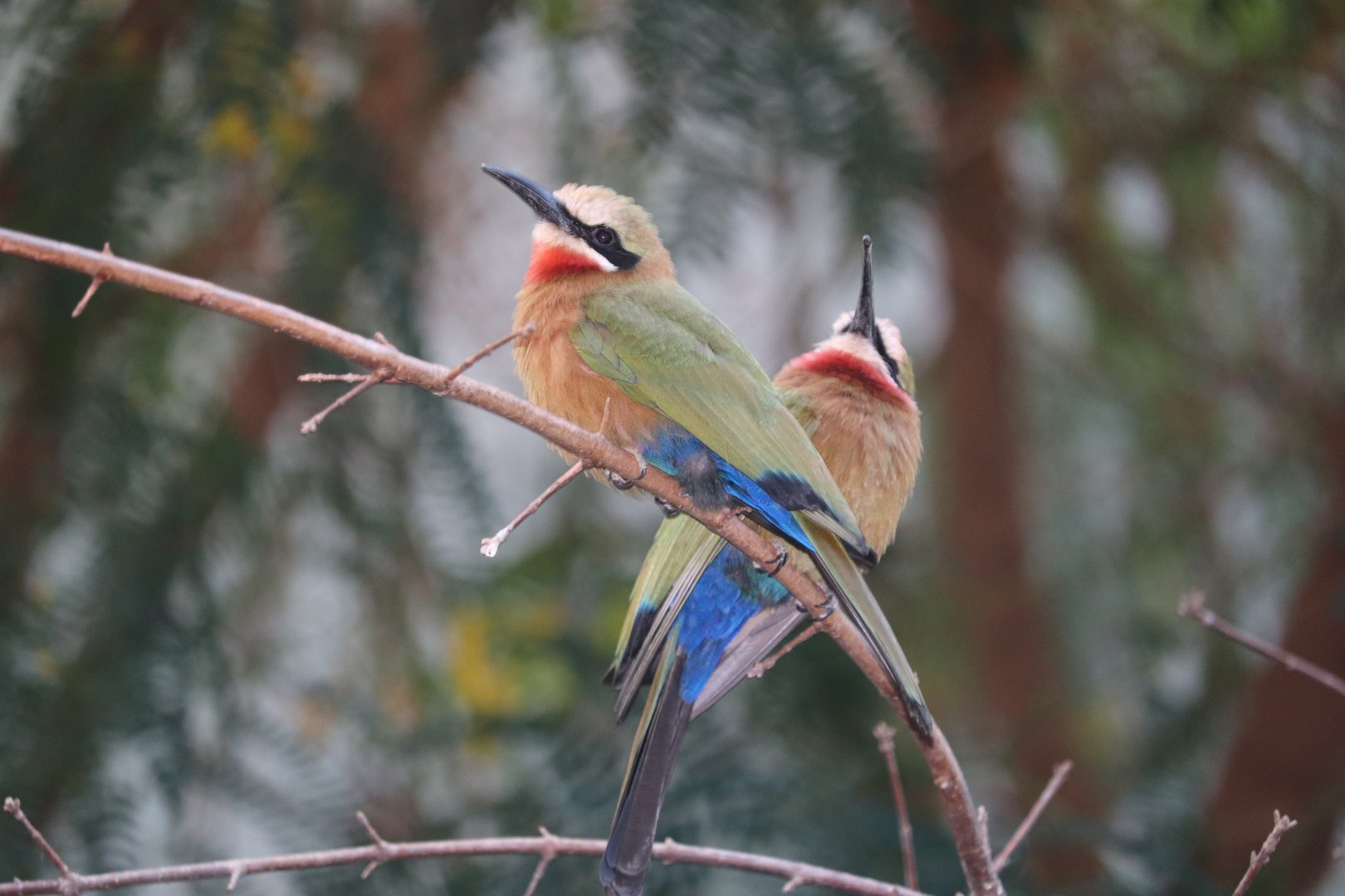 World of Birds - White-Fronted Bee-Eater