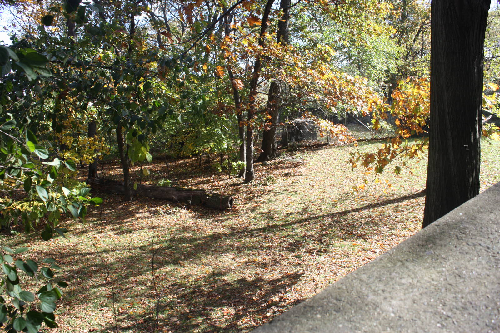 World of Birds- White-Naped Crane Yard
