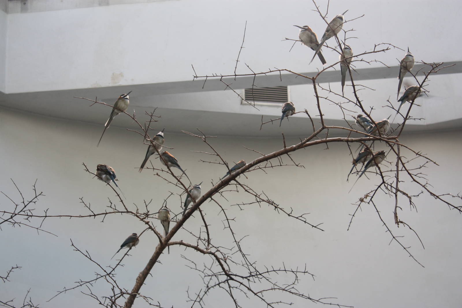 World of Birds- White-Throated Bee-Eater