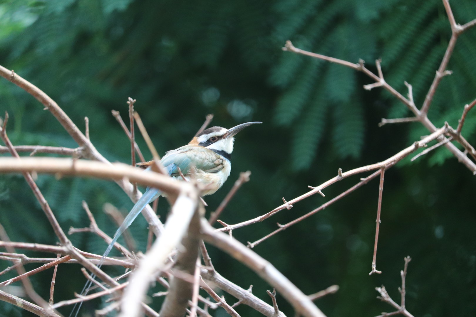 World of Birds - White-Throated Bee-Eater