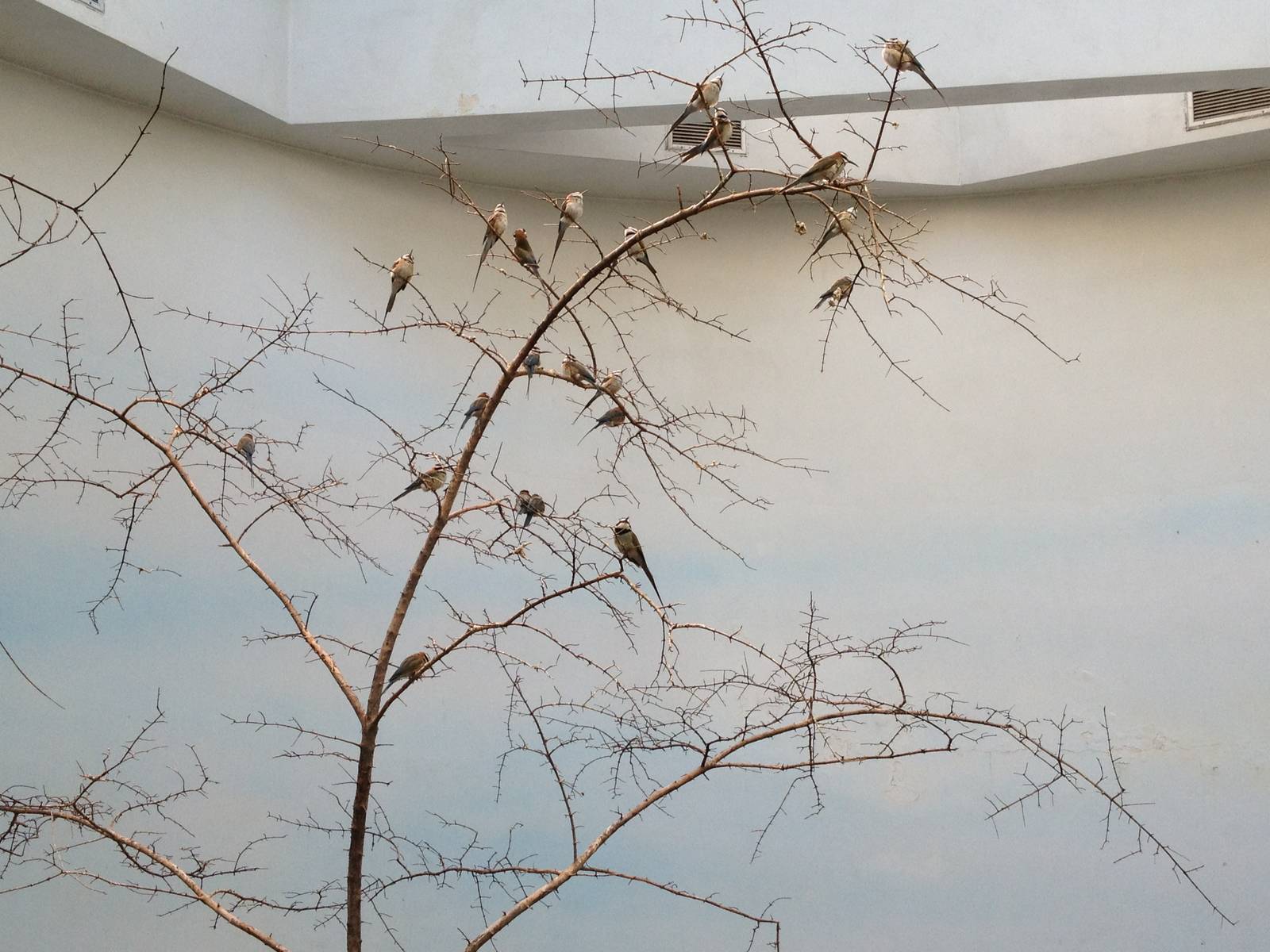 World of Birds - White-Throated Bee-Eaters