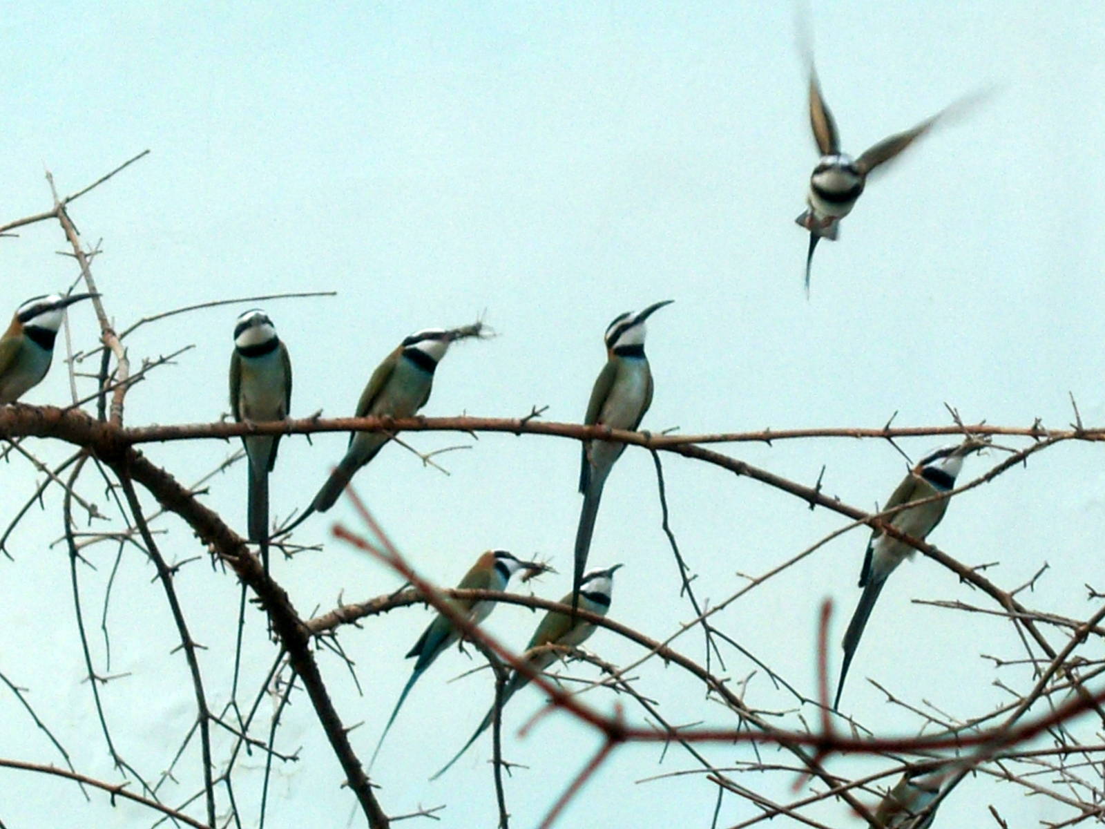 World of Birds - White-throated Bee-eaters