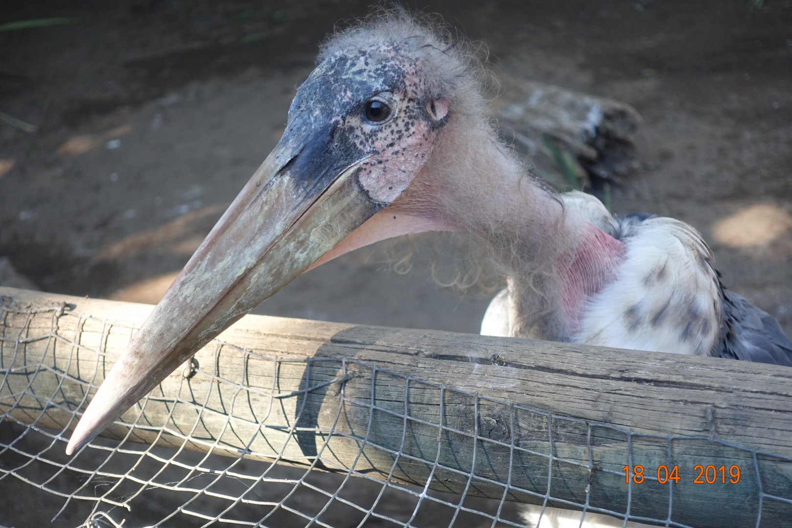 World of Birds Wildlife Sanctuary and Monkey Park 18.4.19