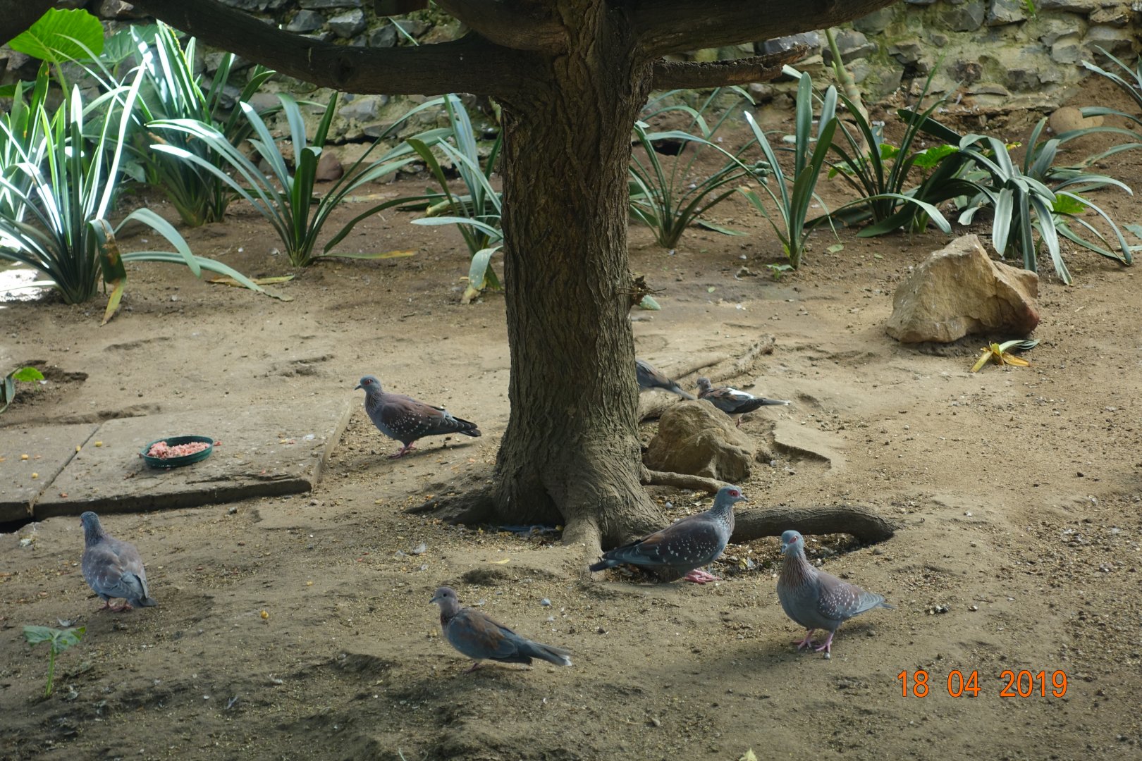 World of Birds Wildlife Sanctuary and Monkey Park 18.4.19