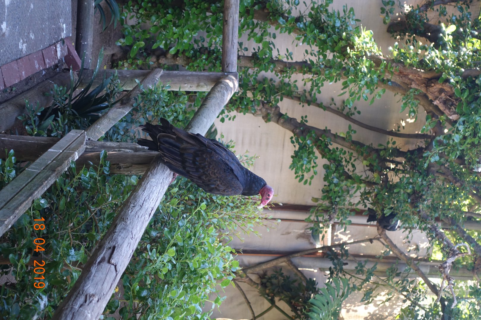 World of Birds Wildlife Sanctuary and Monkey Park 18.4.19