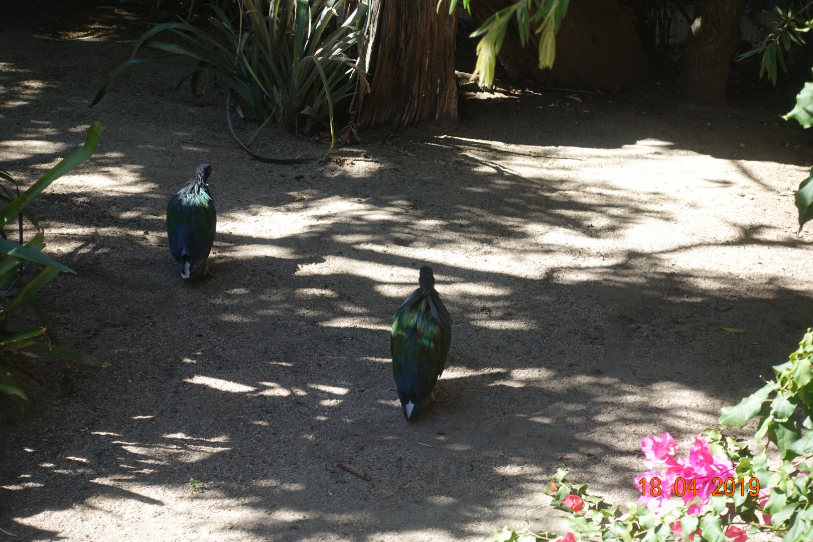 World of Birds Wildlife Sanctuary and Monkey Park 18.4.19