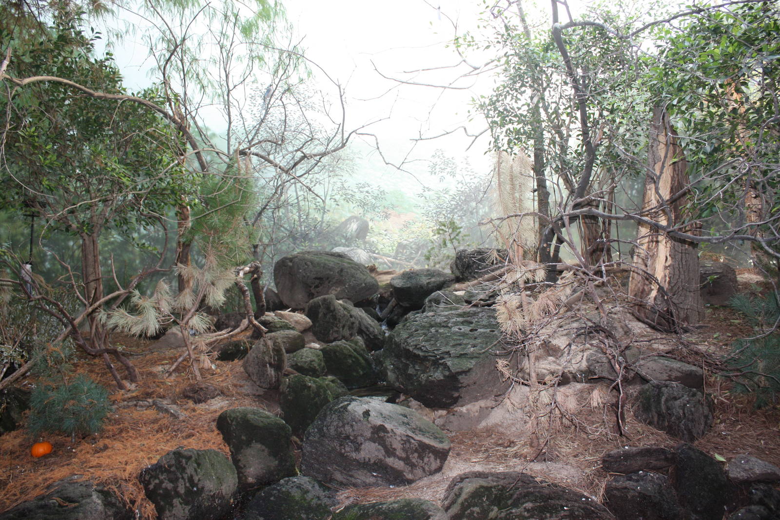 World of Birds- Woodland Exhibit