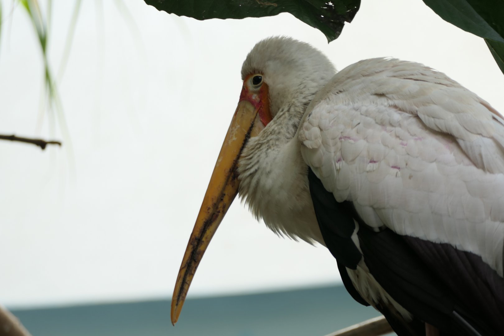World of Birds - Yellow-billed Stork