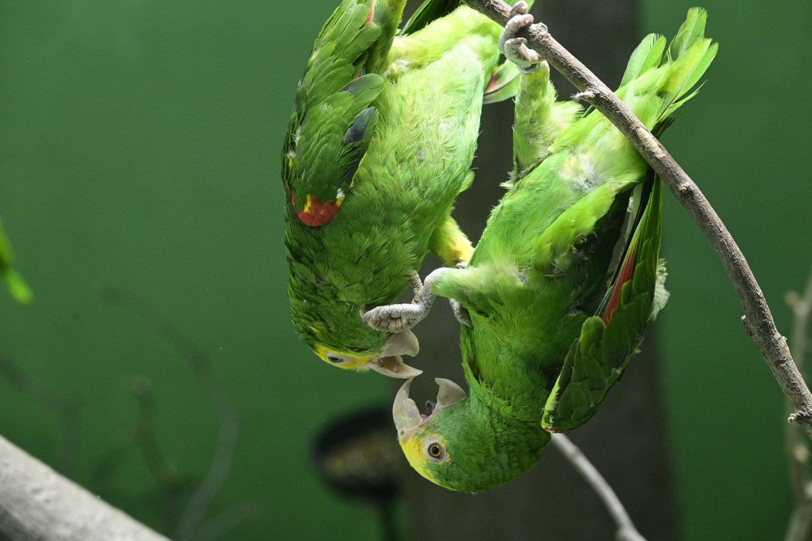 World of Birds - Yellow-headed Amazons (Amazona oratrix)
