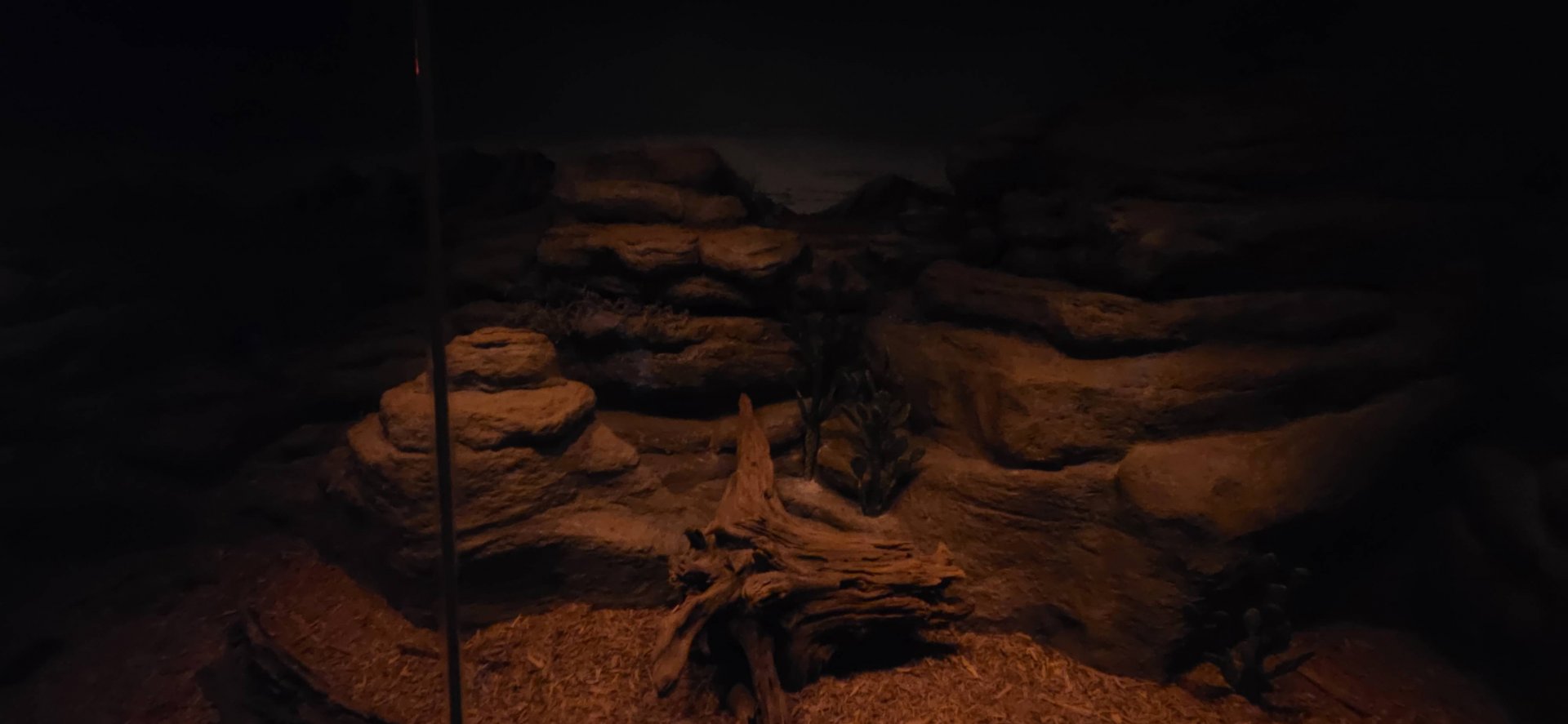 World of Darkness 9-Banded Armadillo Exhibit