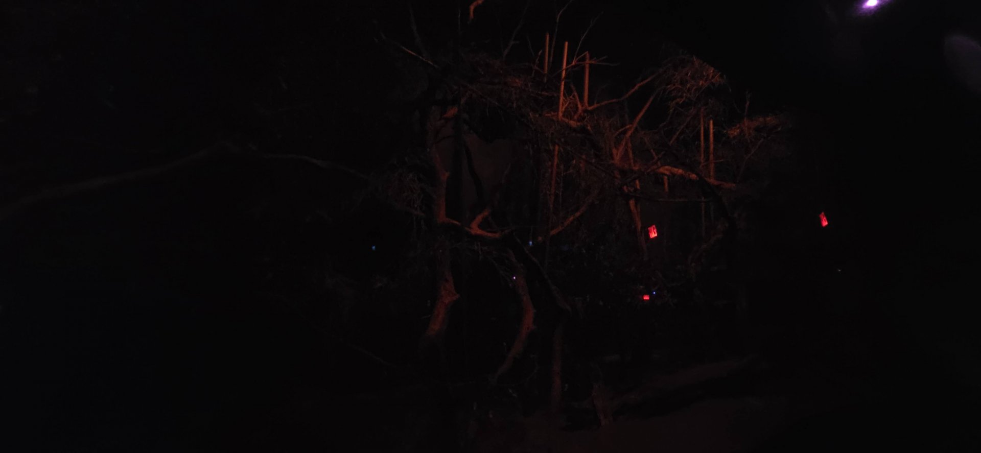 World of Darkness Aye-aye Exhibit