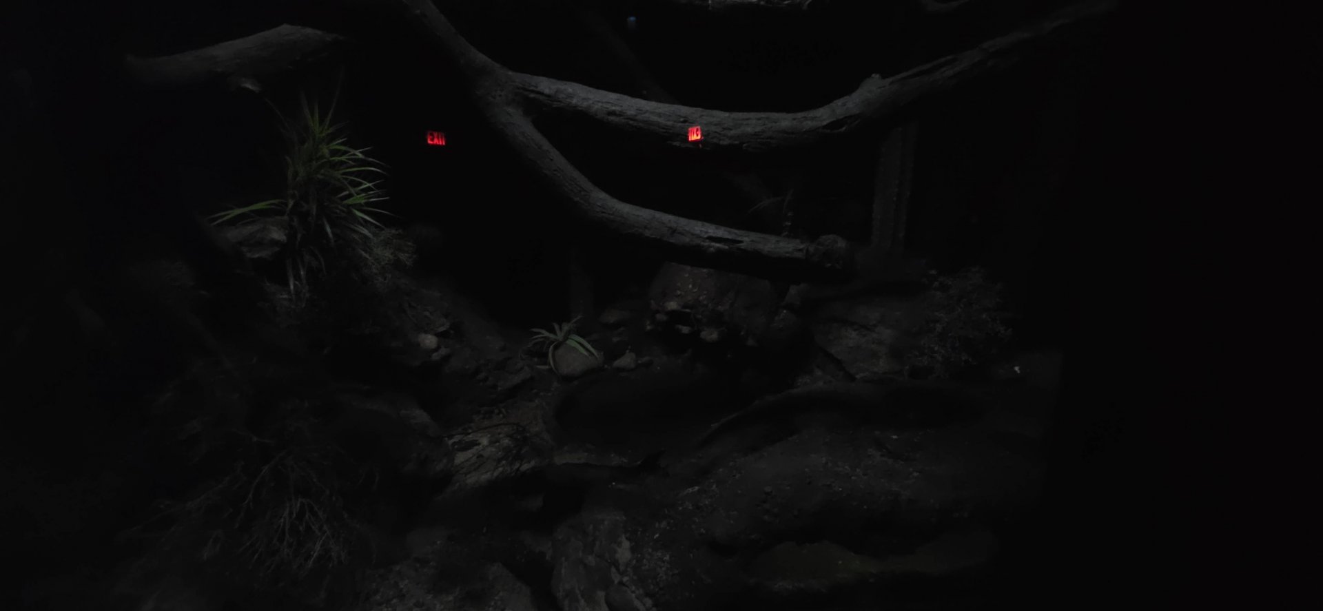 World of Darkness Beaded Lizard Exhibit