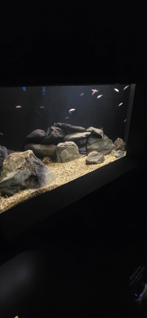 World of Darkness Blind Cave Fish Exhibit