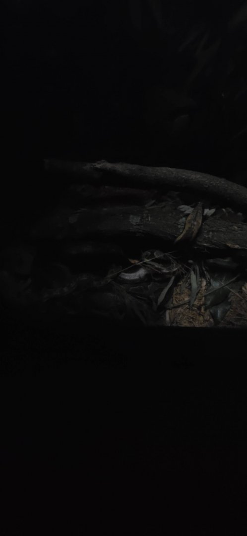 World of Darkness Blood and Timor Python Exhibit