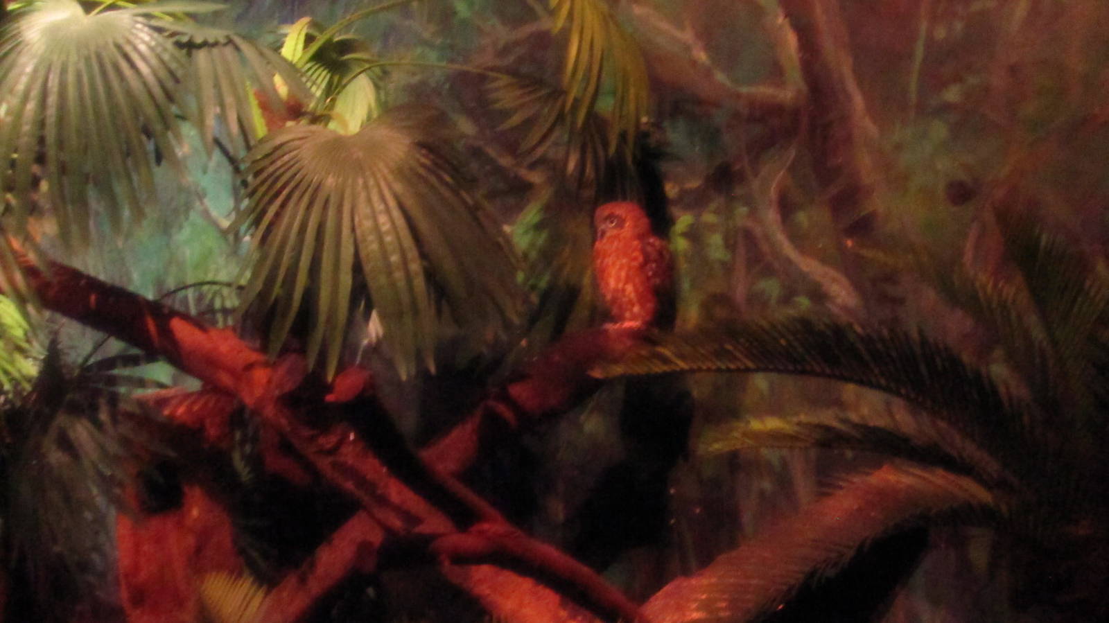 World of Darkness - Boobook Owl