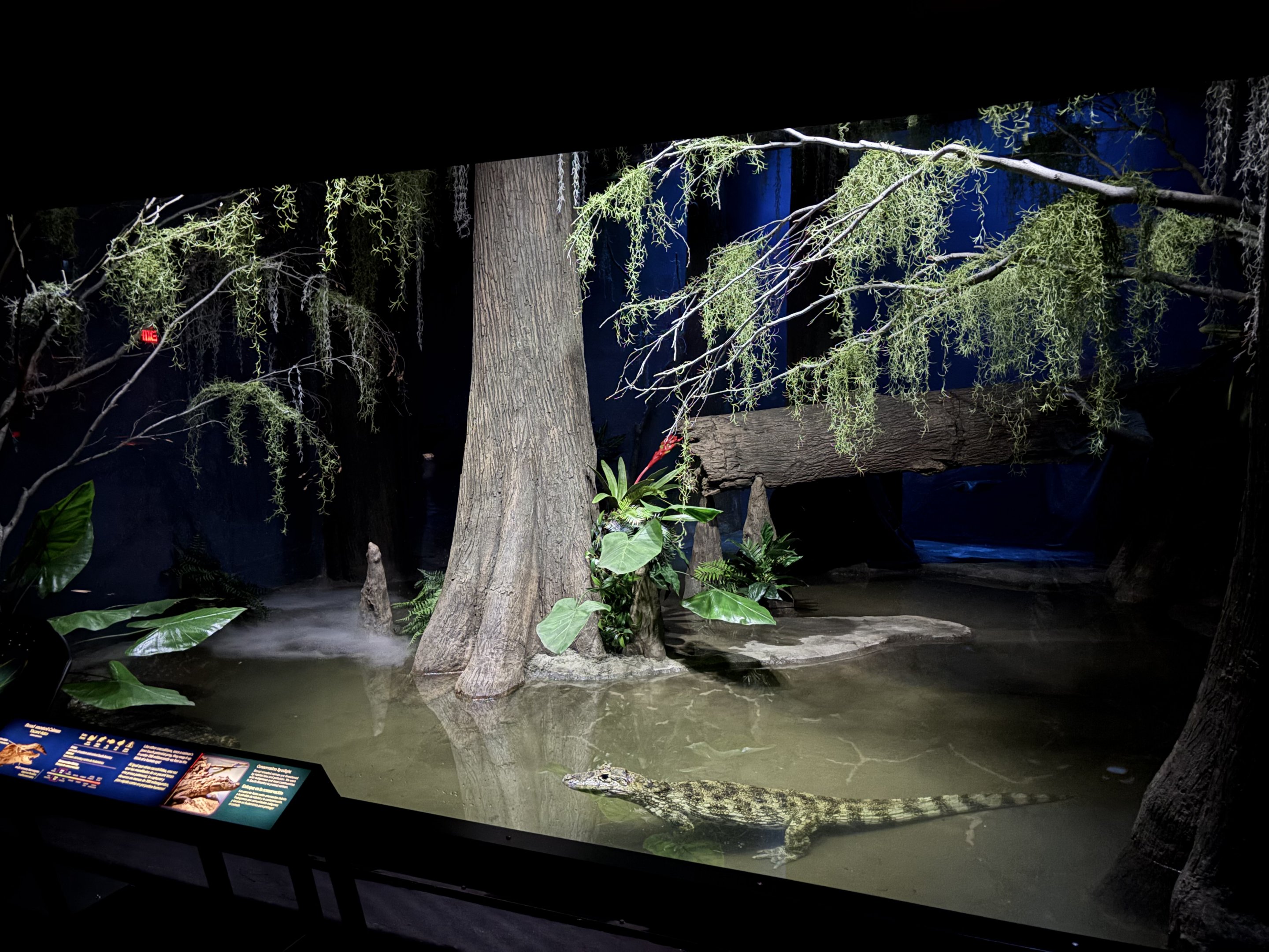 World of Darkness - Broad-snouted Caiman Exhibit