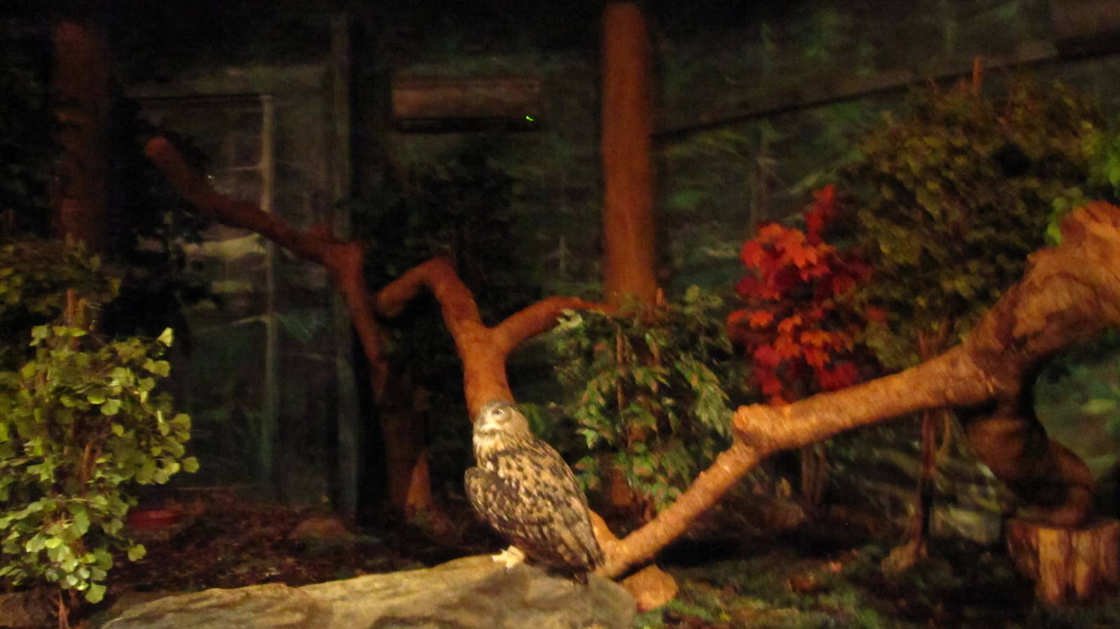 World of Darkness - Eurasian Eagle Owl