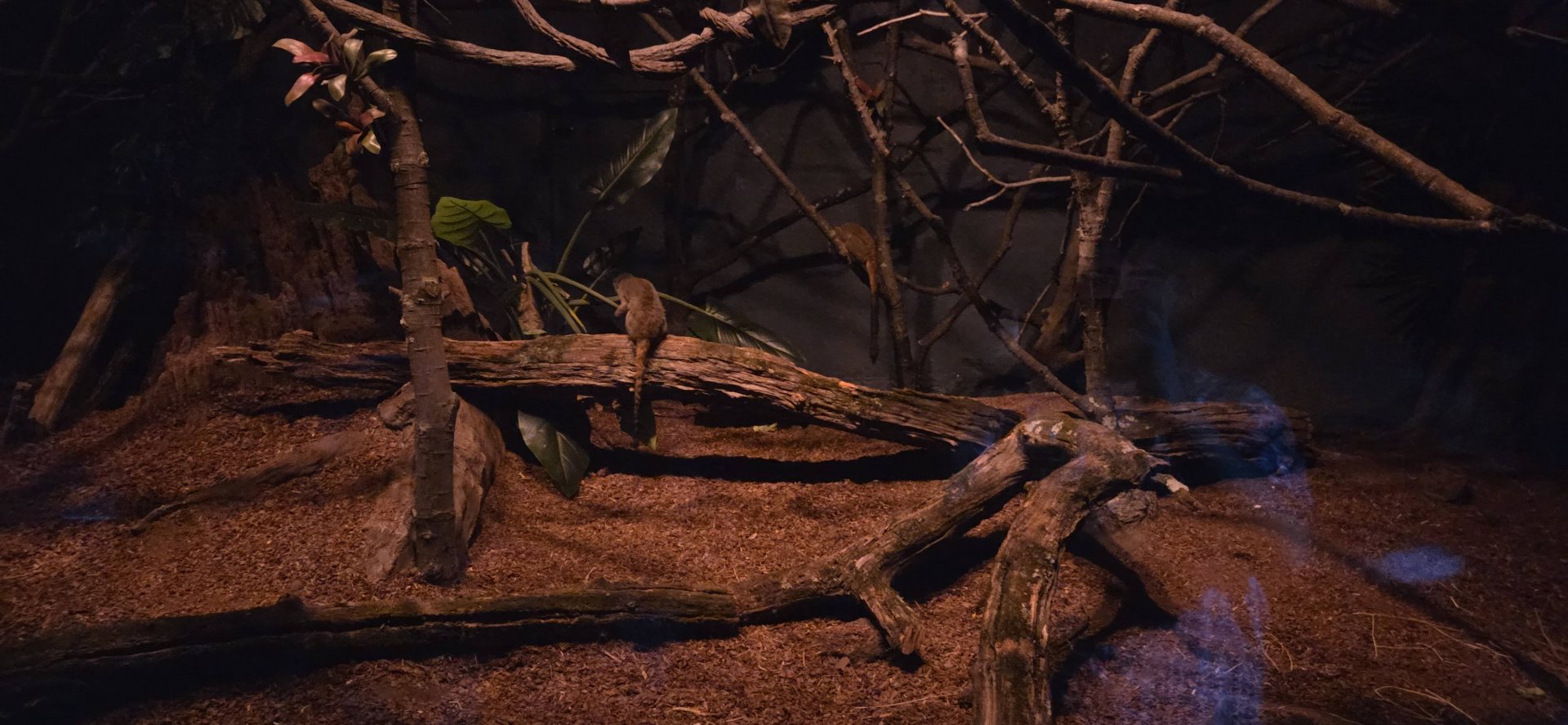 World of Darkness Mixed Species South America - Agouti, Two Toed Sloth, Night Monkey