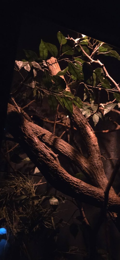 World of Darkness Mohol Bushbaby