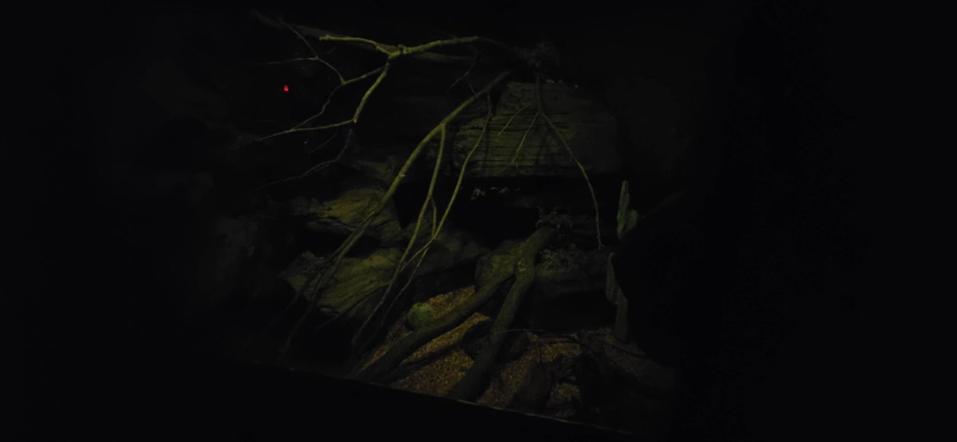 World of Darkness Ringtail Exhibit