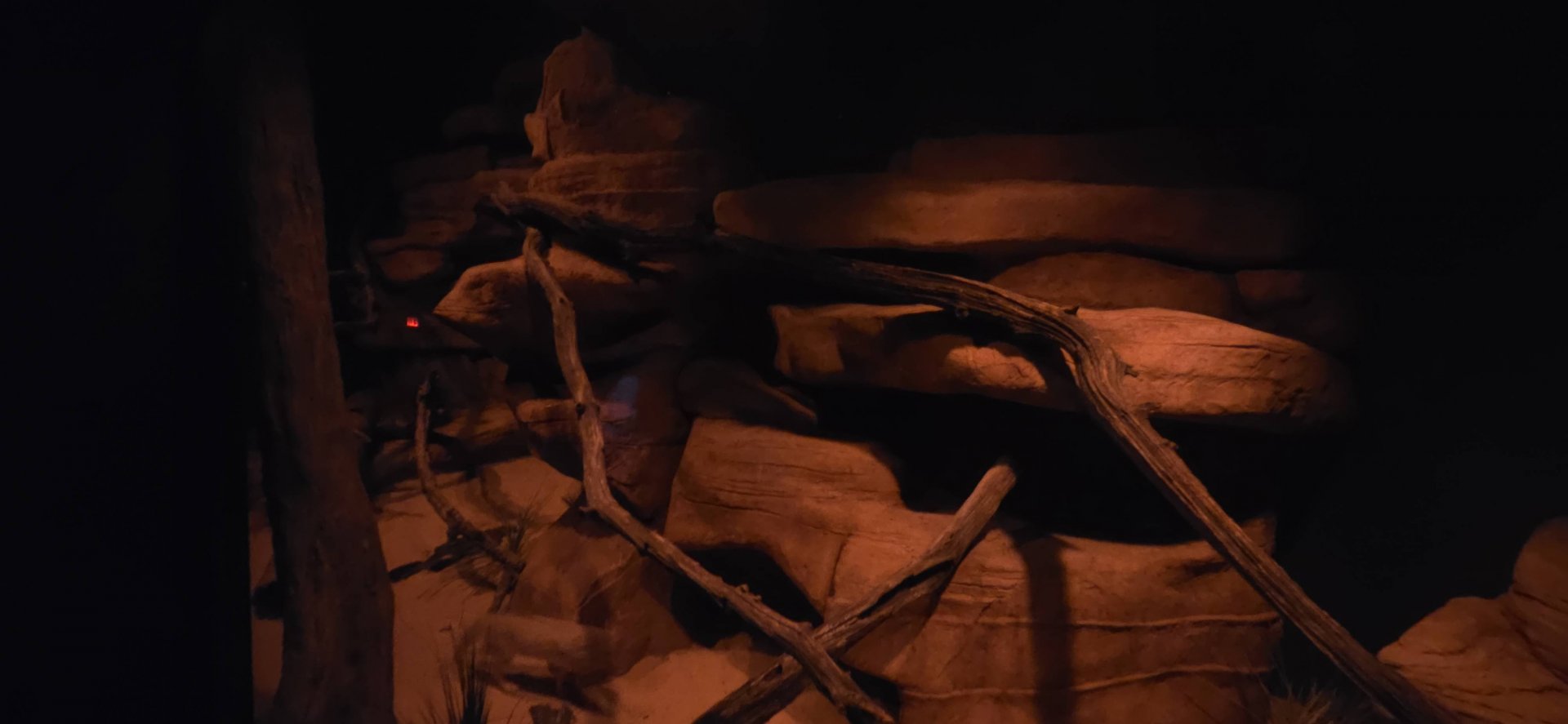 World of Darkness Sand Cat Exhibit