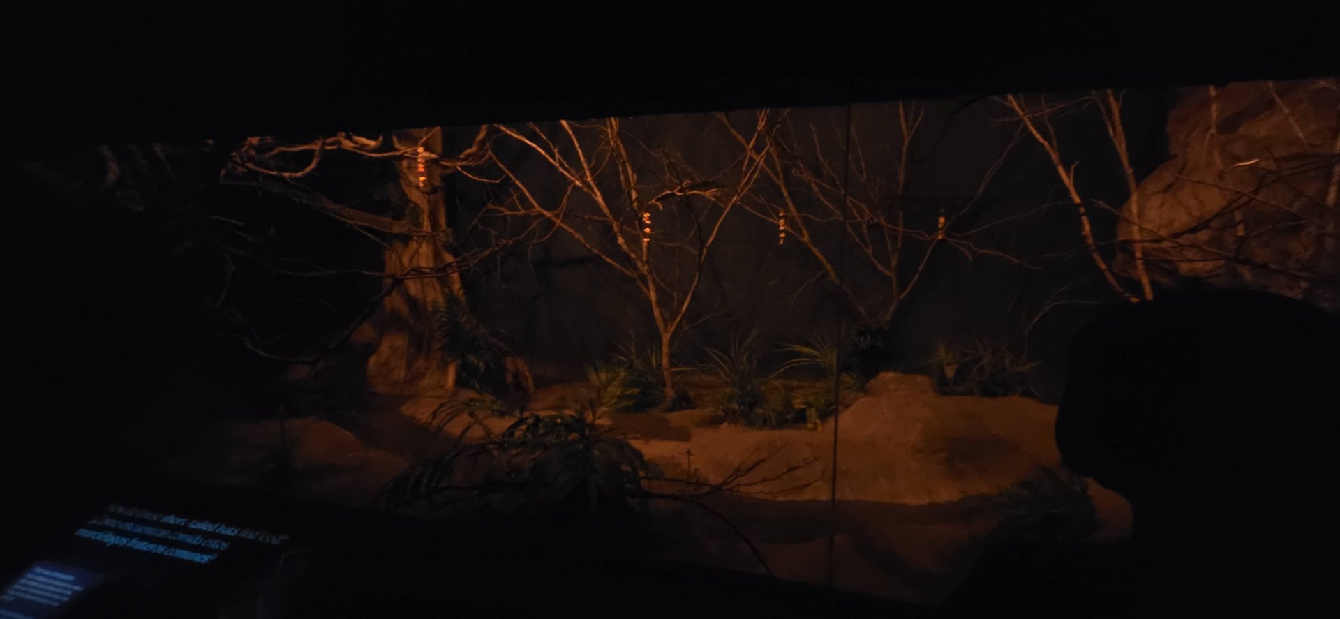 World of Darkness Sebu Short-tailed Bat Exhibit