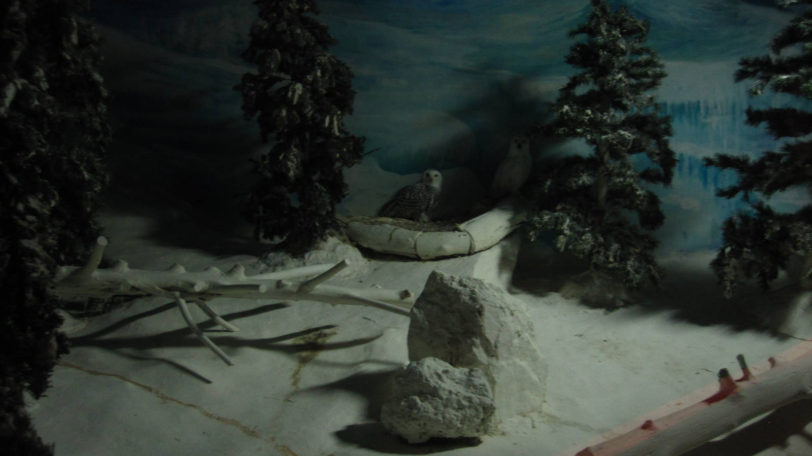 World of Darkness - Snowy Owls