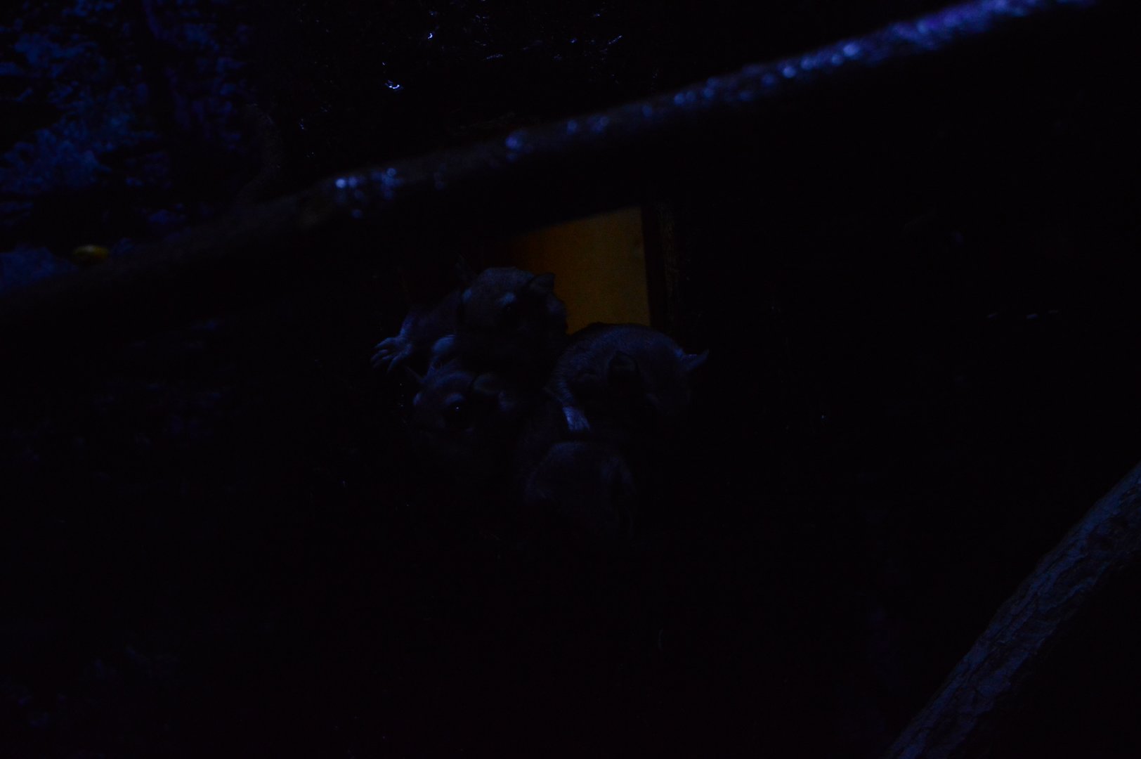 World of Darkness - Southern Flying Squirrel (Glaucomys volans)