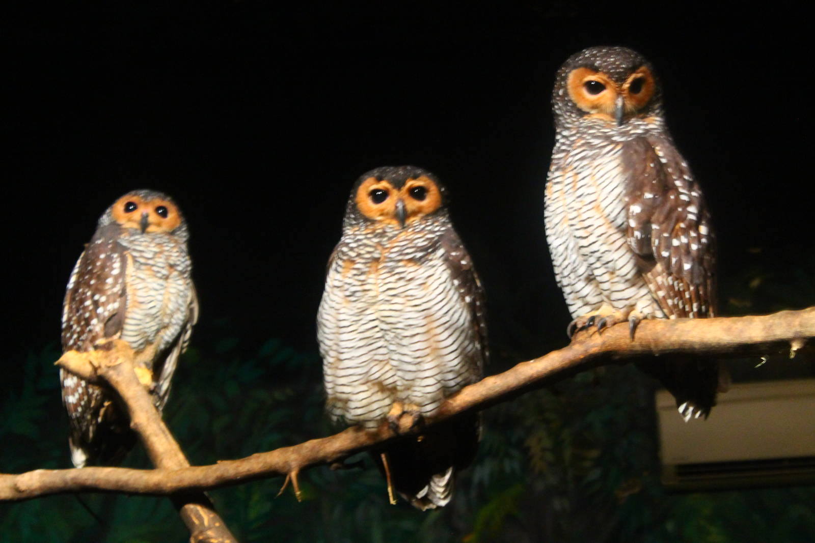 World of Darkness - Spotted Wood Owl