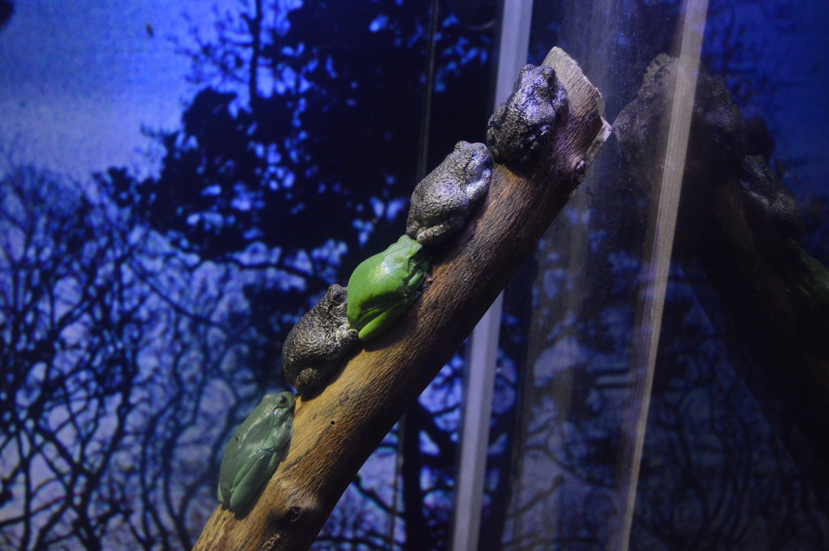 World of Darkness - Tree frogs