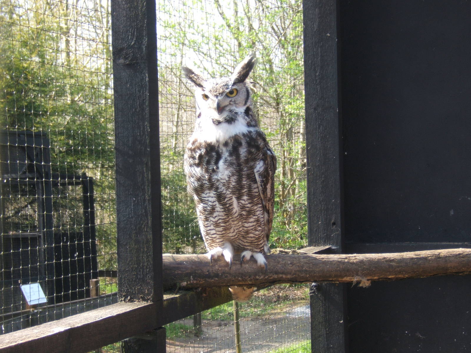 World of Owls,Randalstown NI