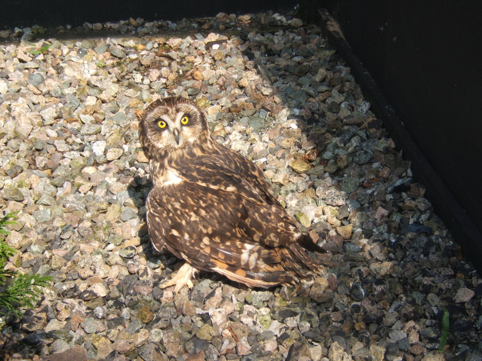 World of Owls,Randalstown NI