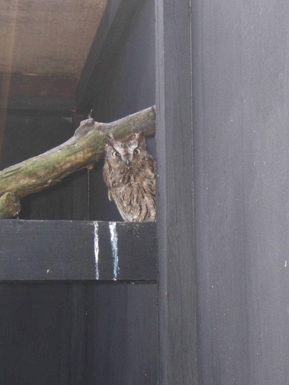 World of Owls,Randalstown NI