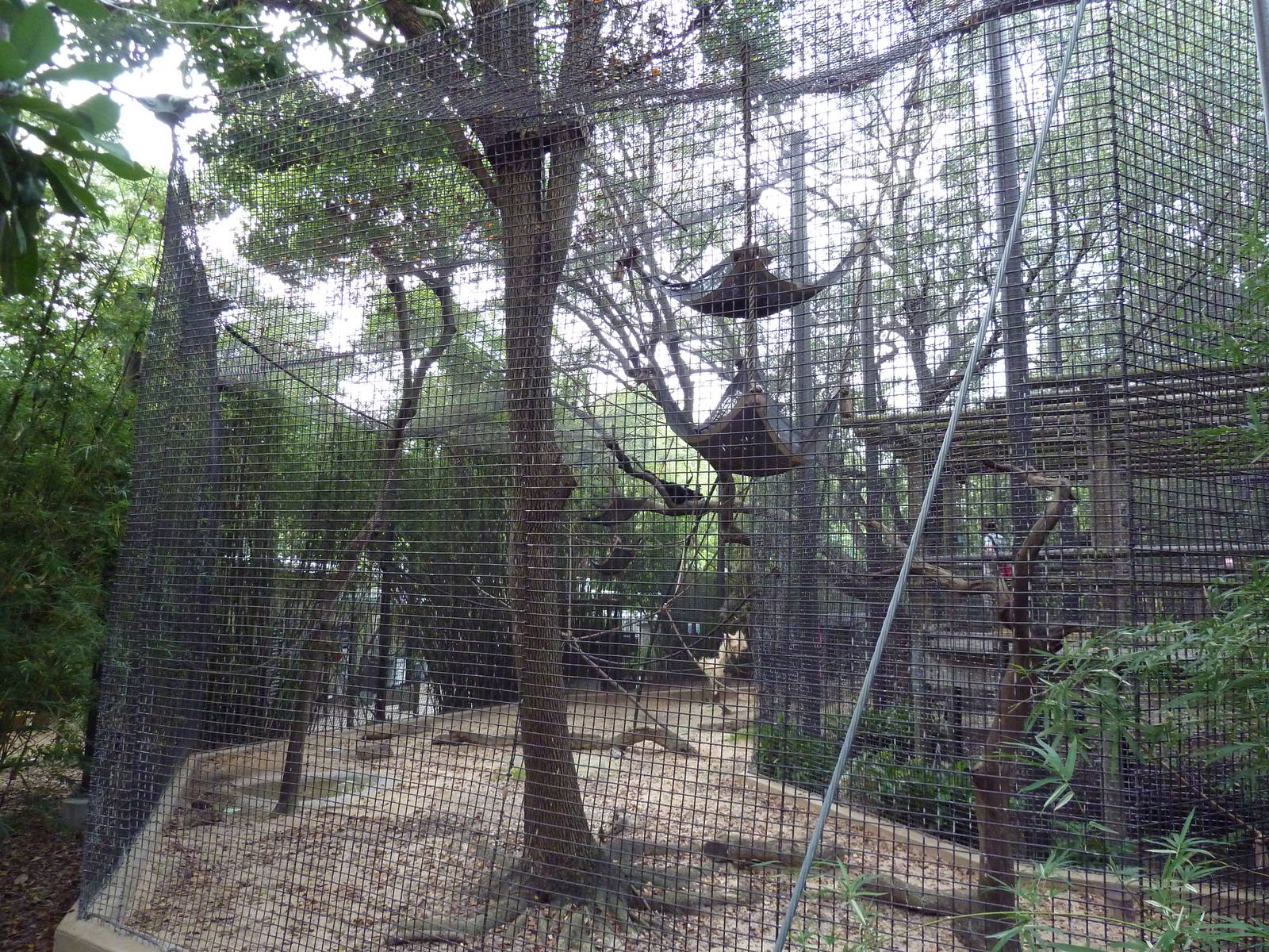 World Of Primates - Agile Gibbon/Siamang Exhibit